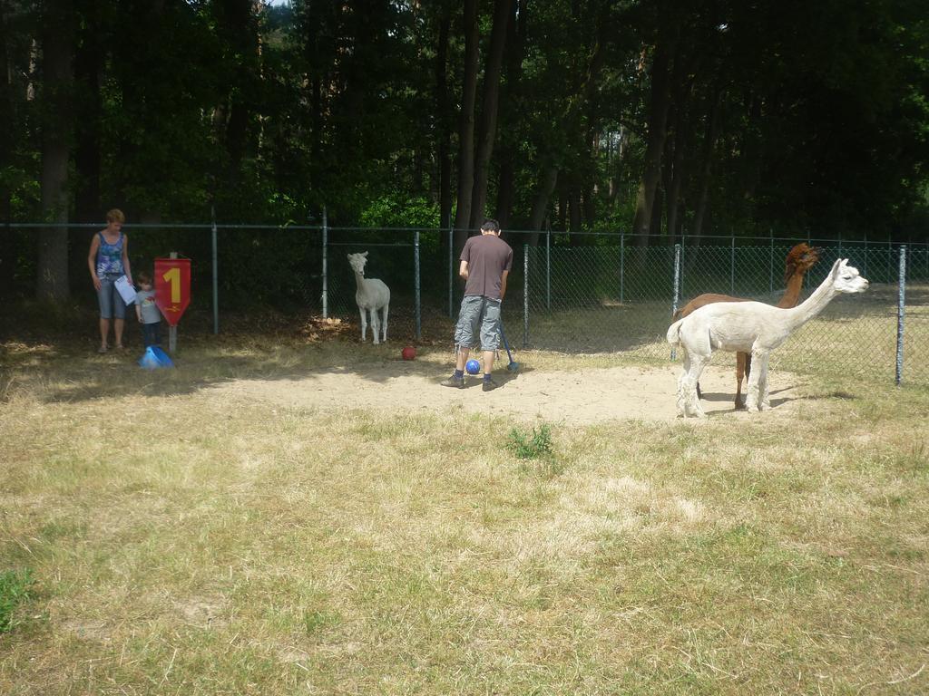 דירות Bocholt De Alpacaboerderij מראה חיצוני תמונה