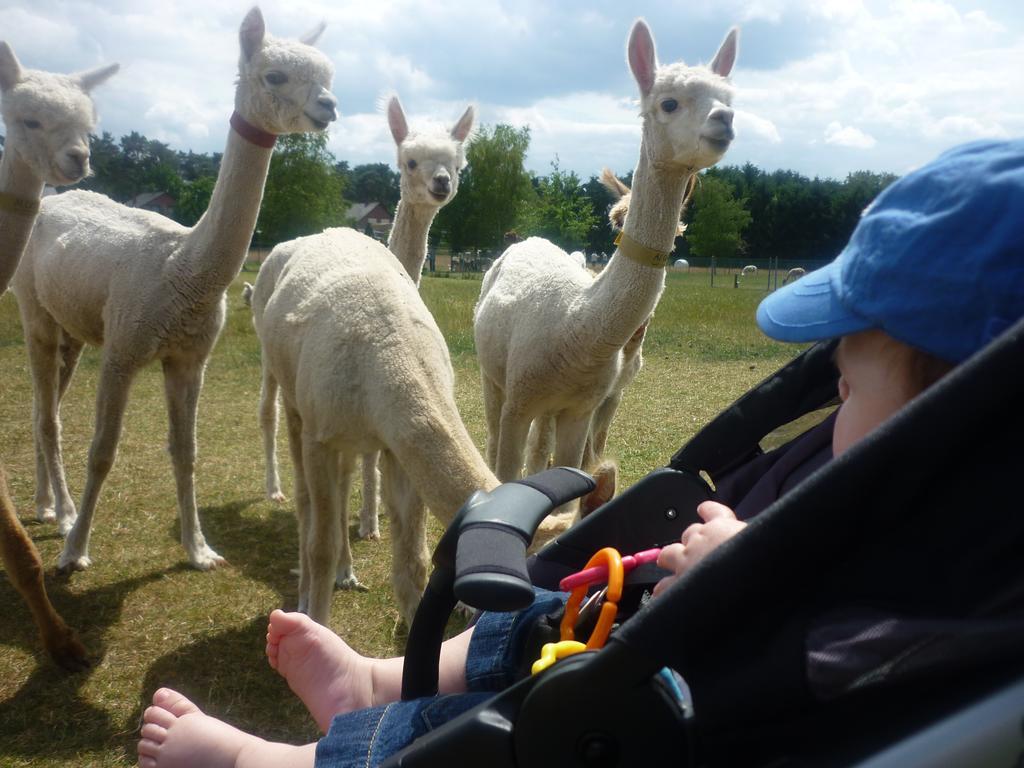 דירות Bocholt De Alpacaboerderij מראה חיצוני תמונה