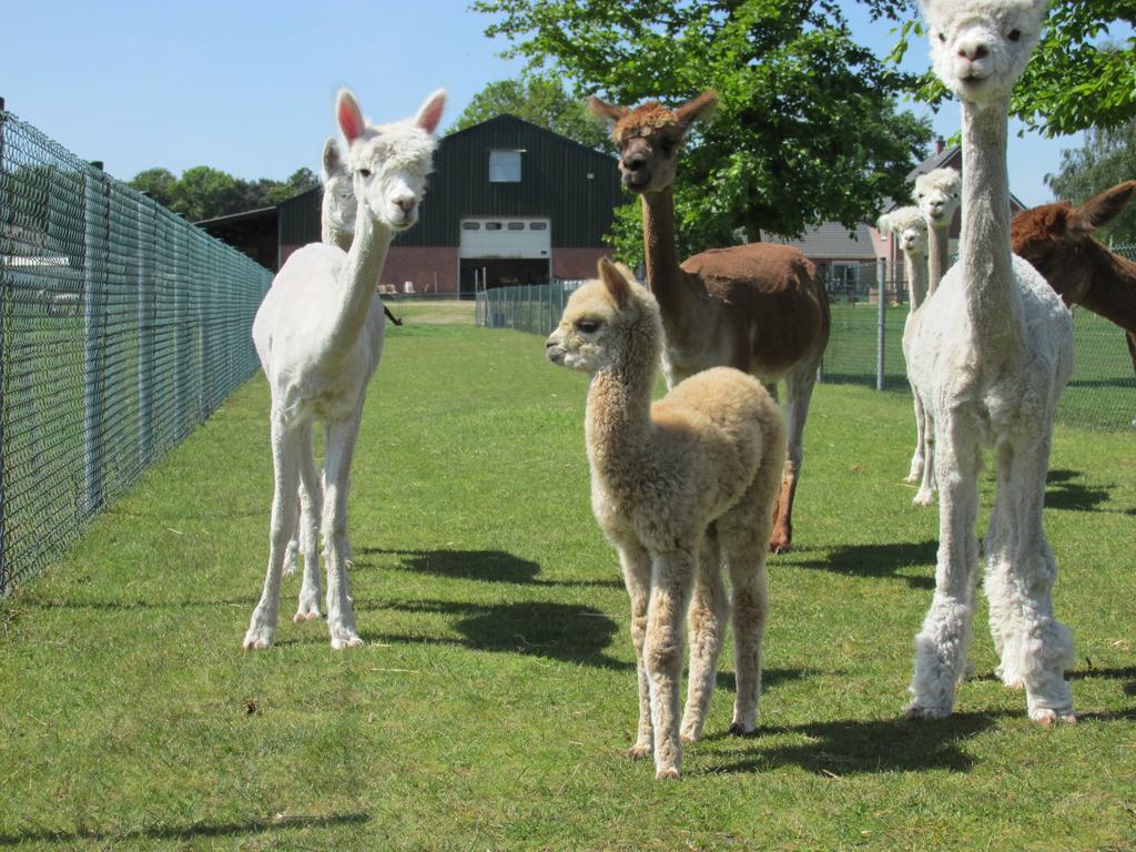 דירות Bocholt De Alpacaboerderij מראה חיצוני תמונה